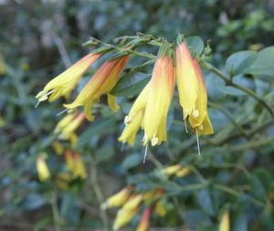 Close-up of yellow flower