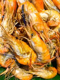 Full frame shot of fish