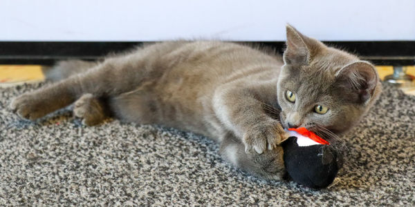 Close-up of cat eating