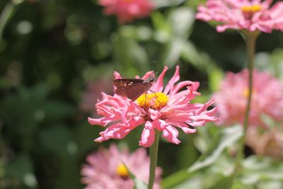 Close-up of insect on pink flower