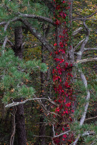 Trees in forest