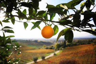 Fruits growing on tree against sky