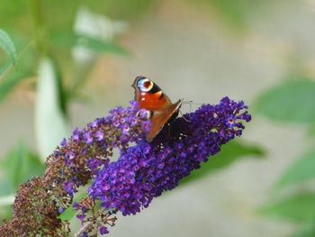 Close-up of insect on flower