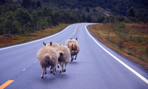 Sheep on road amidst trees