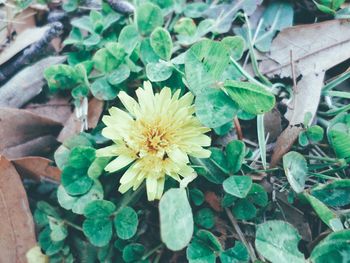 Close-up of flowers blooming outdoors