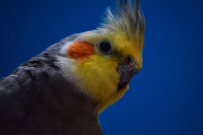 Close-up of a bird looking away