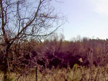 Trees on field against sky