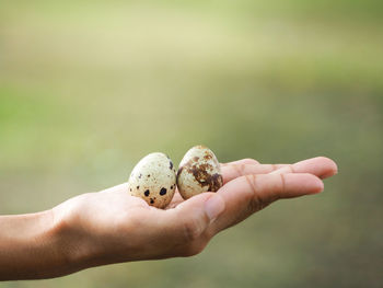 Close-up of person holding quail eggs