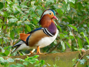 Close-up of bird perching on a plant