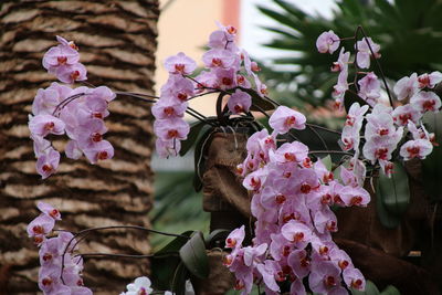 Close-up of pink flowers blooming on tree
