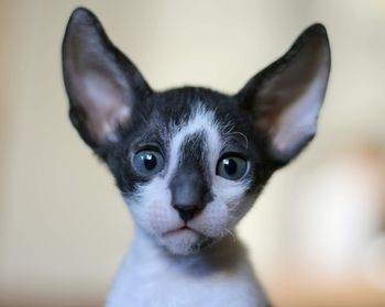 Cornish rex kitten 