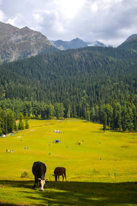 Cows grazing on a green meadow in kashmir, india