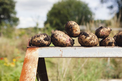 Close-up of fresh dirty potatoes on metal at farm