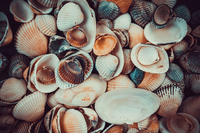 Full frame shot of sea shells