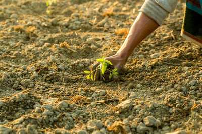 Cropped hand of man planting