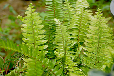 Close-up of green leaves