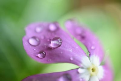 Close-up of wet pink flower