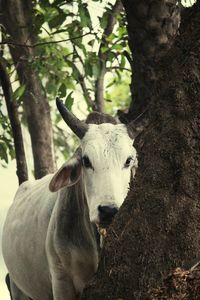 White indian cow