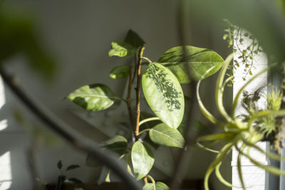Close-up of fruit growing on plant