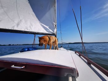 View of dog on boat in sea