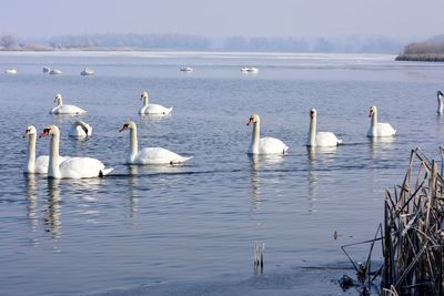 Swans swimming in lake against sky