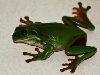 Close-up of green lizard