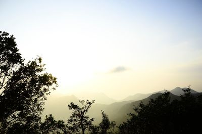 Low angle view of silhouette trees against sky at sunset