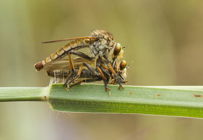 Close-up of insects mating on plant stem