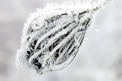 Close-up of snow on leaf during winter