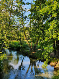 Scenic view of lake in forest