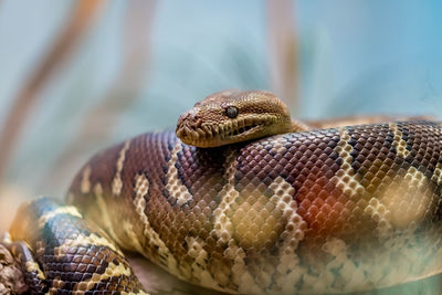 Close-up of snake