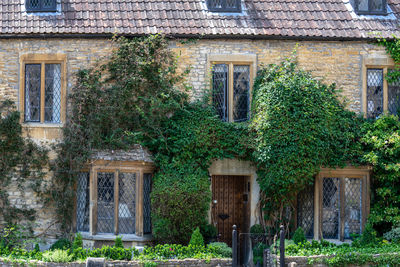 Ivy growing on old building