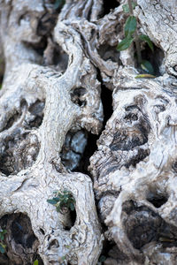 Close-up of tree trunk