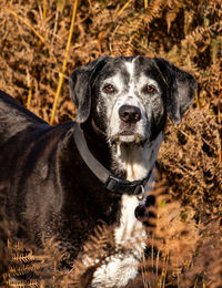 A dog in the ferns