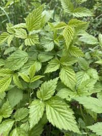 High angle view of leaves