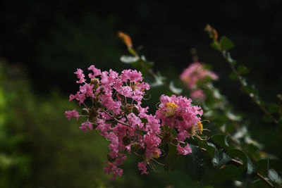 Close-up of pink cherry blossoms