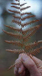 Close-up of hand holding leaf