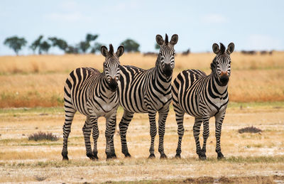 Zebras on field against sky