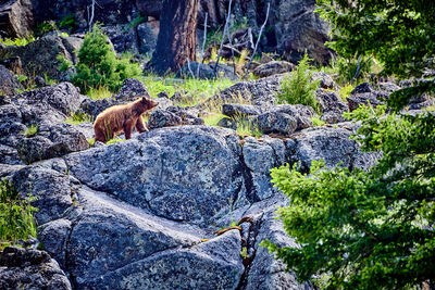 View of sheep on rock