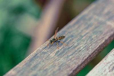 Close-up of spider on wood