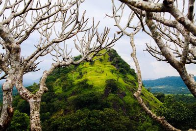 Low angle view of tree against sky