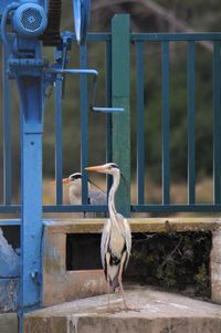 Close-up of two birds perching on railing