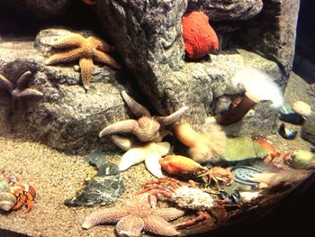 High angle view of crab on rock at beach