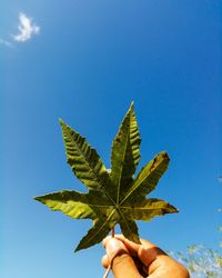 Close-up of hand holding maple leaves against clear blue sky