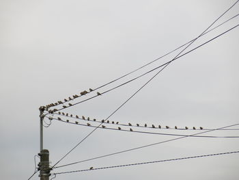 Low angle view of birds perching on power line