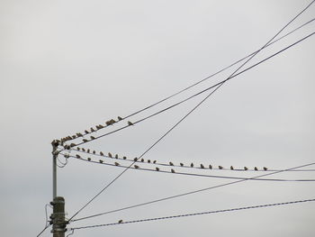 Low angle view of birds perching on cable against clear sky