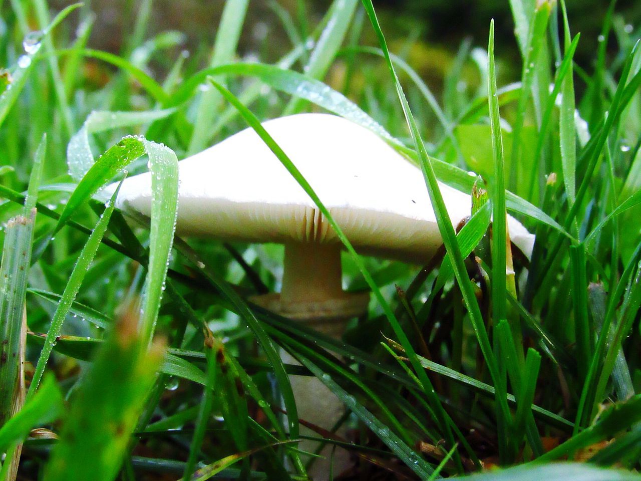 CLOSE-UP OF WET PLANTS AGAINST BLURRED BACKGROUND