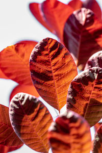 Close-up of dry leaves