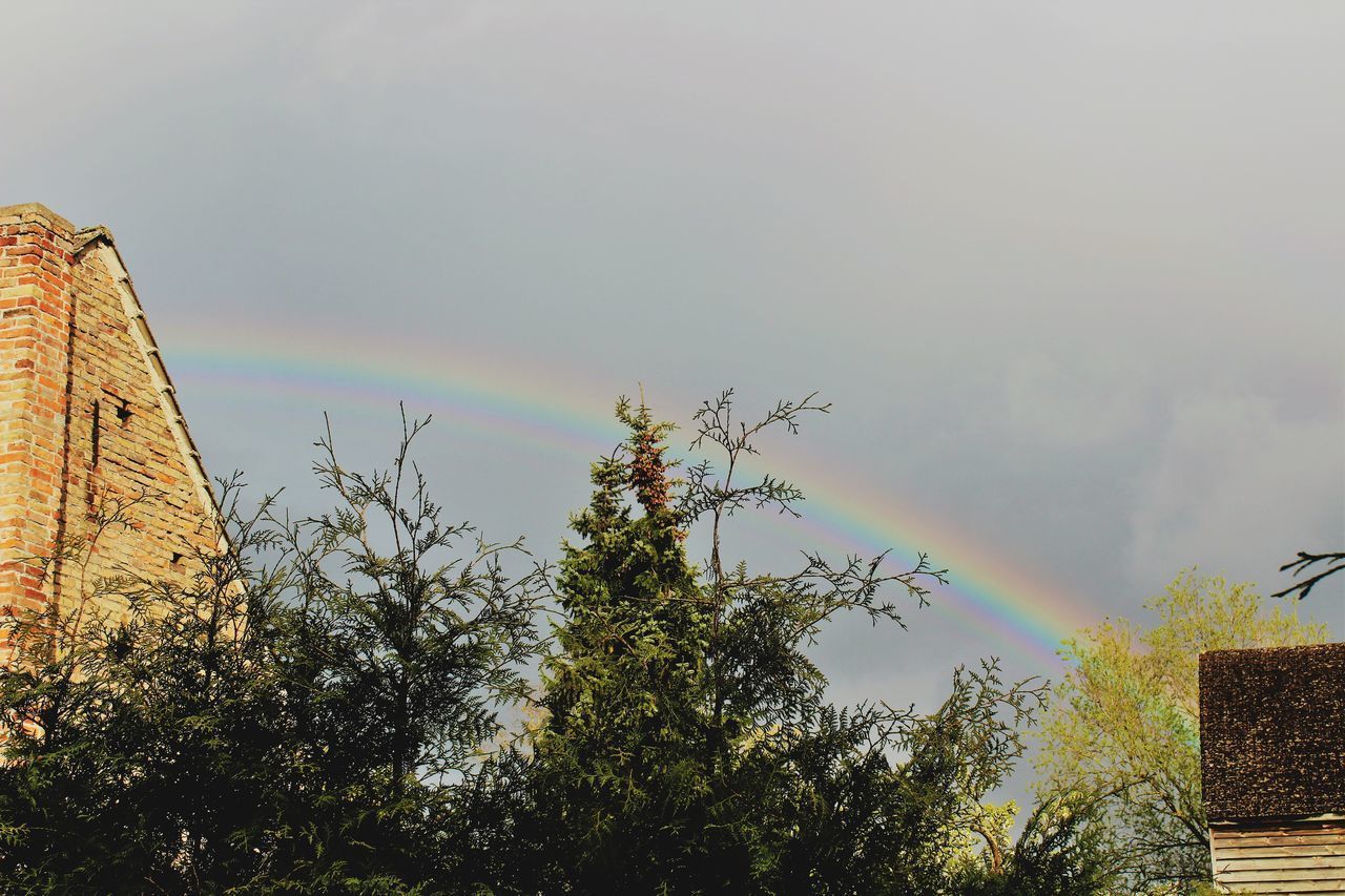 LOW ANGLE VIEW OF RAINBOW OVER TREES