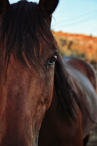 Close-up of horse